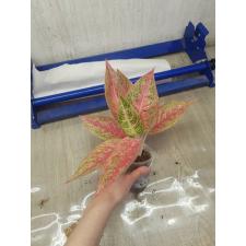 Aglaonema P-9 Ruay Lonfa pot