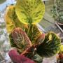 Codiaeum Chai Ya Sen