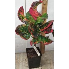 Кодиаум Амнат Чароен (Ф1) / Codiaeum Amnat Charoen (F1) 75