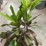 Codiaeum Tri Aswin