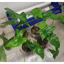 Syngonium green