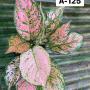 Aglaonema  Looklamsam A-125