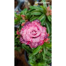 Adenium pink crown