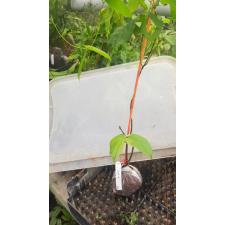 Quisqualis indica (double flower)