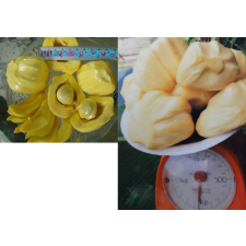 Артокарпус разнолистный ‘Петч Дамронк’ (привитый) / Artocarpus heterophyllus 'Petch Damronk' (grafted).