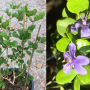 Guaiacum officinale (4 leaflet).