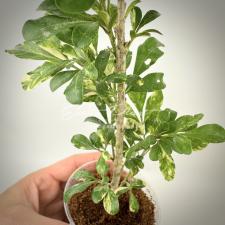 Aglaia odorata (big leaf) 2A
