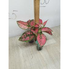 Aglaonema Kamkoon no.1 - Super Pink A-61