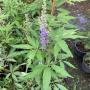 Vitex negundo.