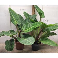 Филодендрон Империал Зеленый / Philodendron imperial Green (М)