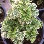 Polyscias guifoylei 'Quinquefolia' (mutation)