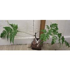 Даваллия дентикулата (Плотный лист) / Davallia denticulata (thick leaf). 