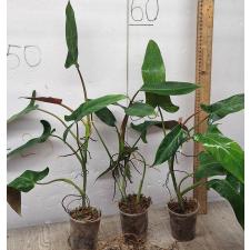 Филодендрон сп.(Т15) = Филодендрон мексикана / Philodendron sp.(T15) = P. mexicana.