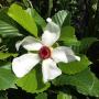 Dillenia philippinensis (white flower)