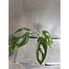 Monstera adansonii variegated (Indonesia) 