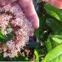 Ixora sp.(T31) Indonesia
