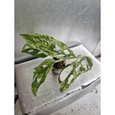 Monstera adansonii variegated (Indonesia) super var 01.