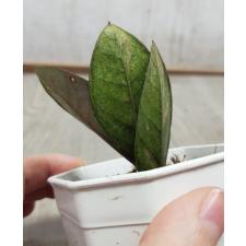 Zamioculcas zamiifolia black variegated (1 leaves) НОМЕР 1