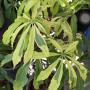 Ceiba pentandra variegata
