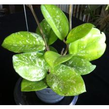 a. Hoya carnosa 'Freckles' (Splash)(#834)