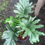 Philodendron selloum