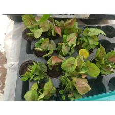 Syngonium Berry 6 сm pot