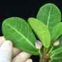 Ficus sp.(T01) Indonesia