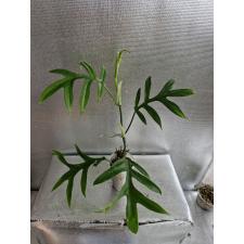 PHILODENDRON DISTANTILOBUM CINDERELLA 