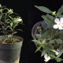Wrightia sp.(T02) Dwarf