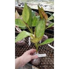 Aglaonema hybrid (T06 22