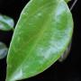 Hoya thailandica (Northern Thailand)            432