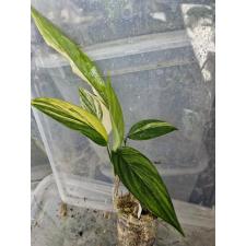 Epipremnum amplissimum variegated 156 стакан по 2500р