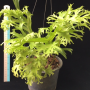 Polypodium polycarpon cv. Grandiceps (Compact form)