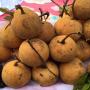 Sandoricum koetjape (Santol) (grafted)