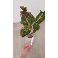 Codiaeum Khun Lek mart 78/2