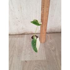 Colocasia gigantea (Leucocasia gigantea)(white variegated) S