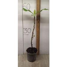 Ficus sp.(T32) Golden variegated