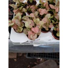 Syngonium Red heart 5.5 cm pot
