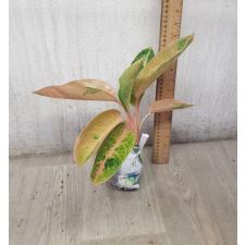 Aglaonema Pinky Banana A-48