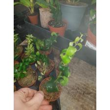 Aeschynanthus 'rasta' в 5 см горшке