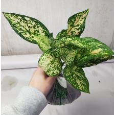 Aglaonema Gold Paper A-123