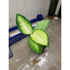 Dieffenbachia Saeng Chantra pot пенек