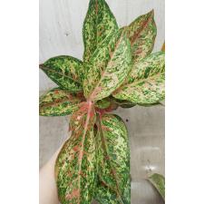 Aglaonema 20 Karat A-2