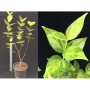 Nyctanthes arbor-tristis (yellow variegated)
