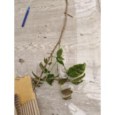 Nephelium lappaceum (Rambutan)(green hair fruit) 332
