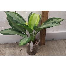 Аглаонема Суванапум / Aglaonema Suwanapum A-127