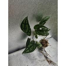 Piper croceum стакан 