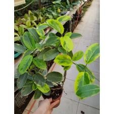 Stephanotis Floribunda 'alpine' gold 12 cm pot 1200p