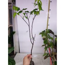 Wrightia religiosa (double flower) 596