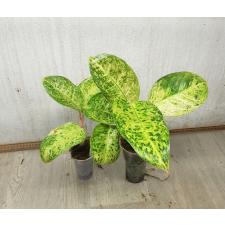 Aglaonema T7 Ruay tungpee pot